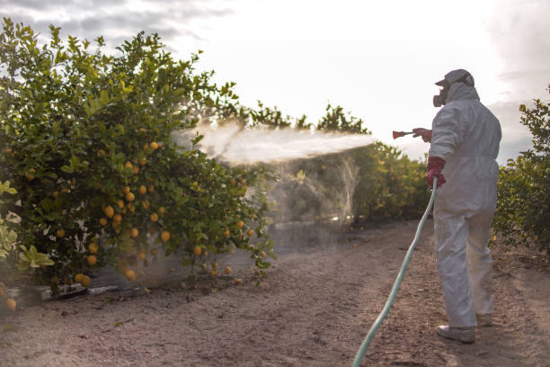 Professional Pest Control in Ridgeway, VA