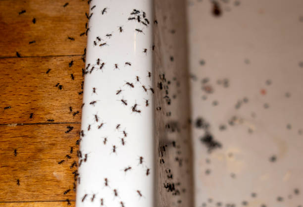 Best Local Pest Control Services  in Ridgeway, VA